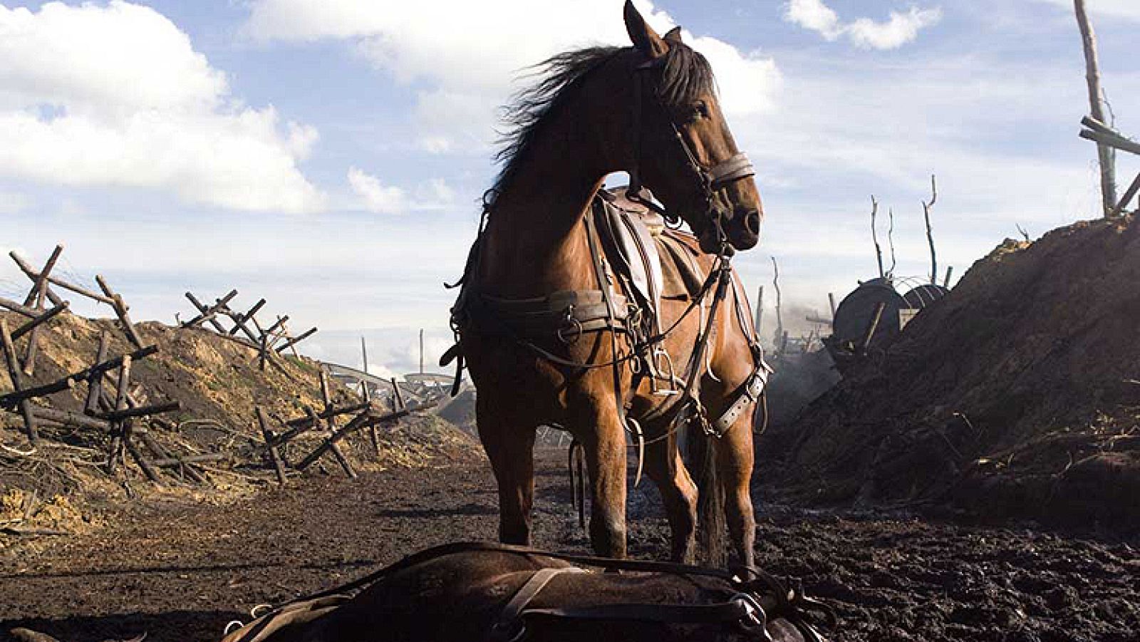  Días de cine: 'Caballo de batalla'