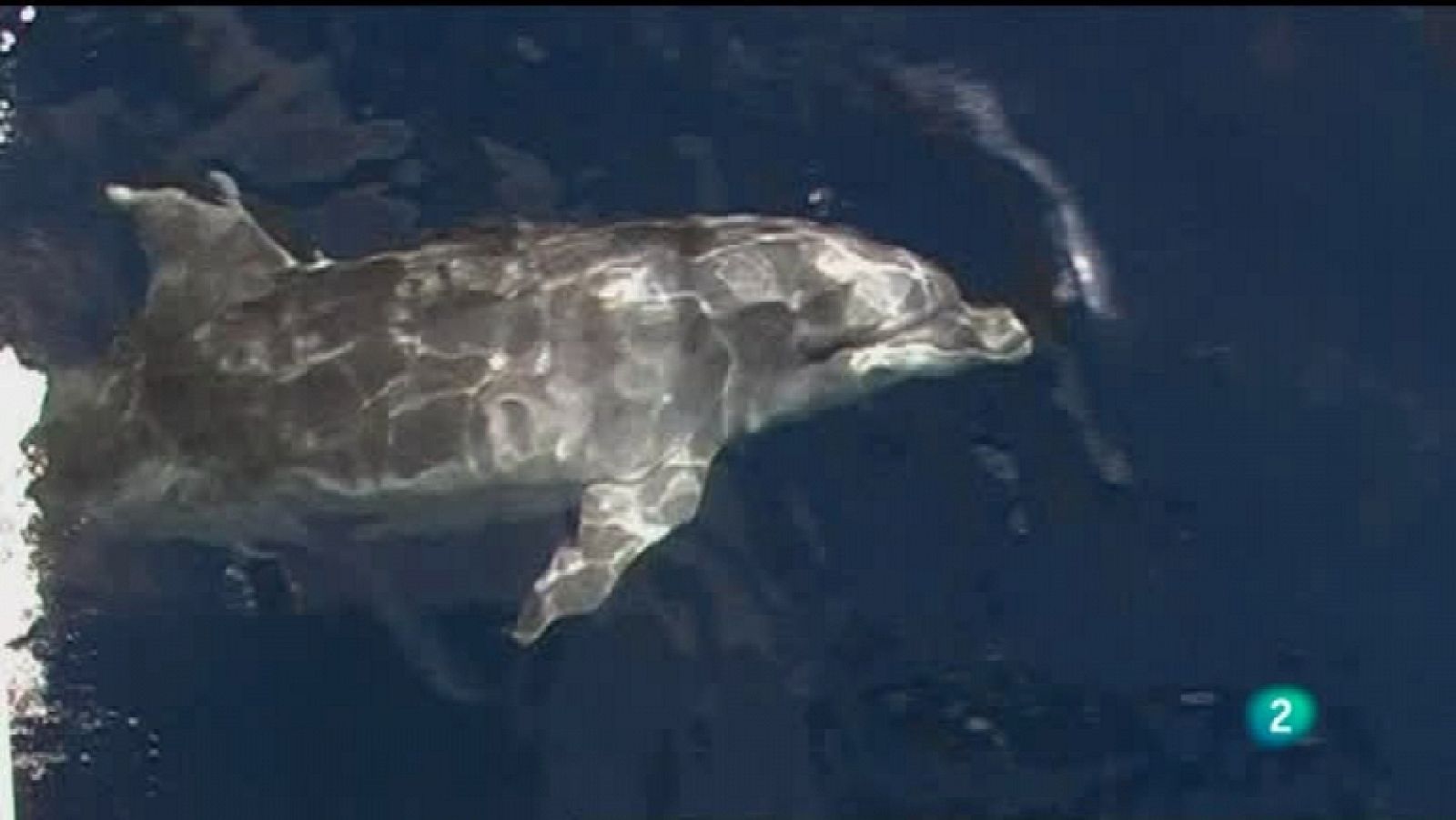 El escarabajo verde - Ciclo volcánico 6. Cetáceos bajo presión - Ver ahora