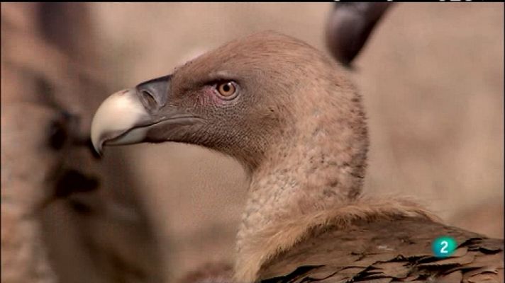 Biodiario - Biodiario - 10/02/12