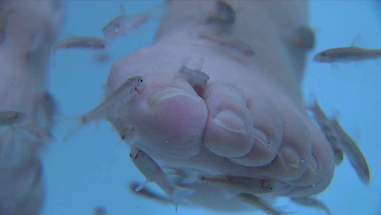 El colegio de Podólogos de Andalucía advierte del posible peligro de la ictioterapia