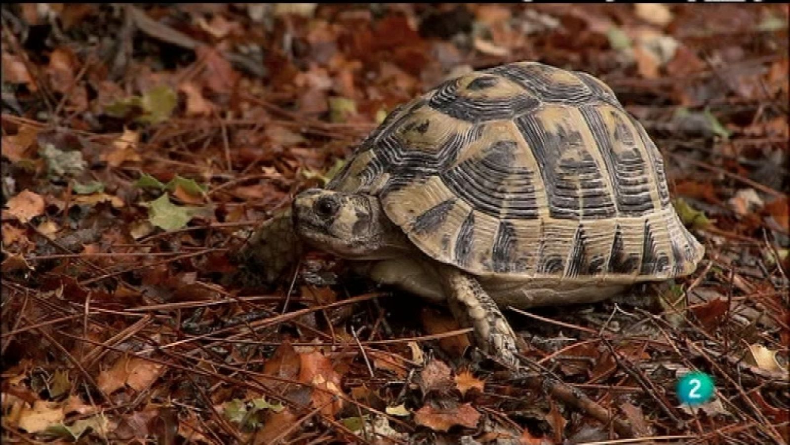 Biodiario - 14/02/12 - Ver ahora
