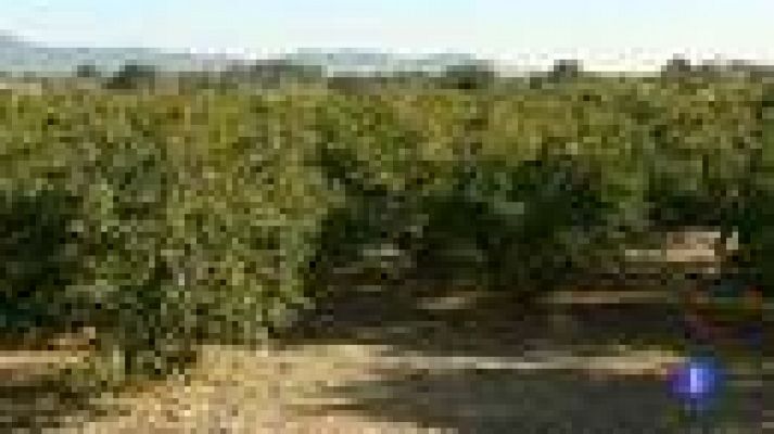 Telediario 1 - Protestas de los agricultores