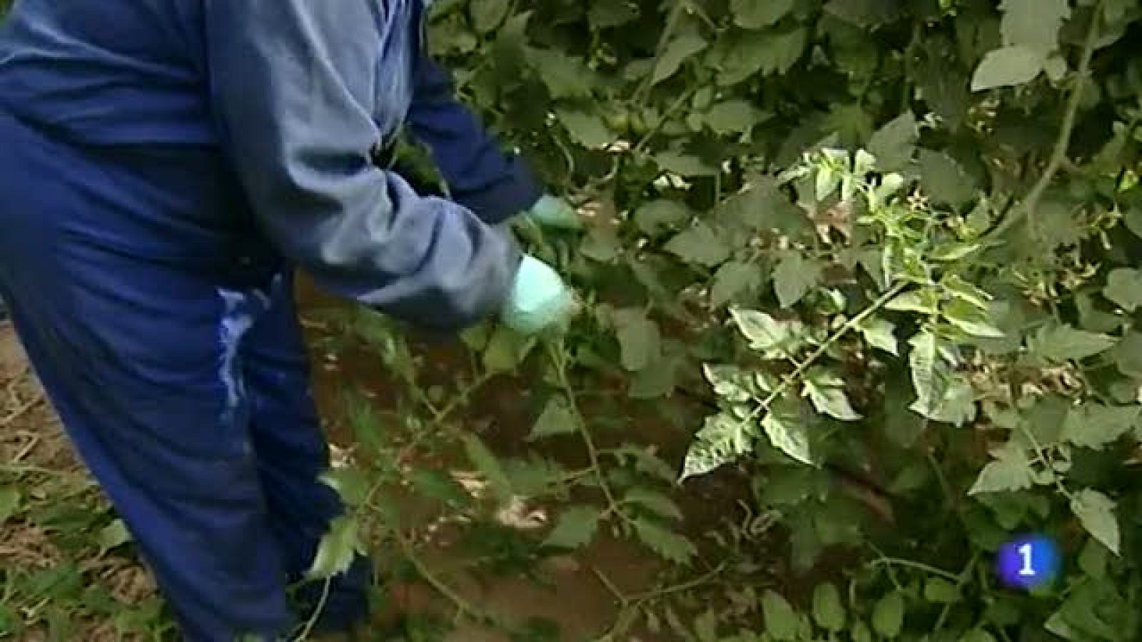 Canarias en 2'- 17/02/2012 | Ver