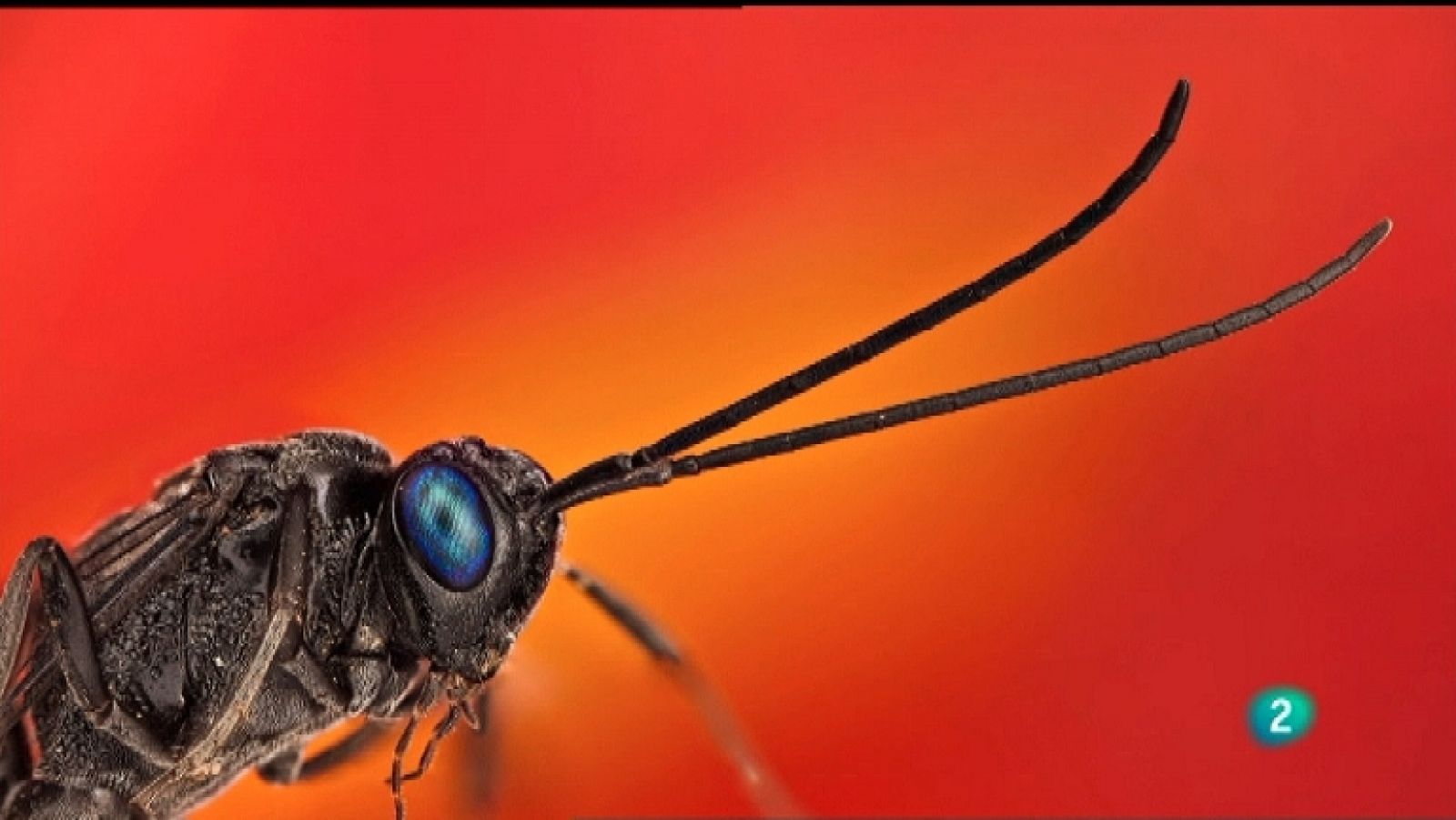 La aventura del saber - 20/02/12 - Ver ahora