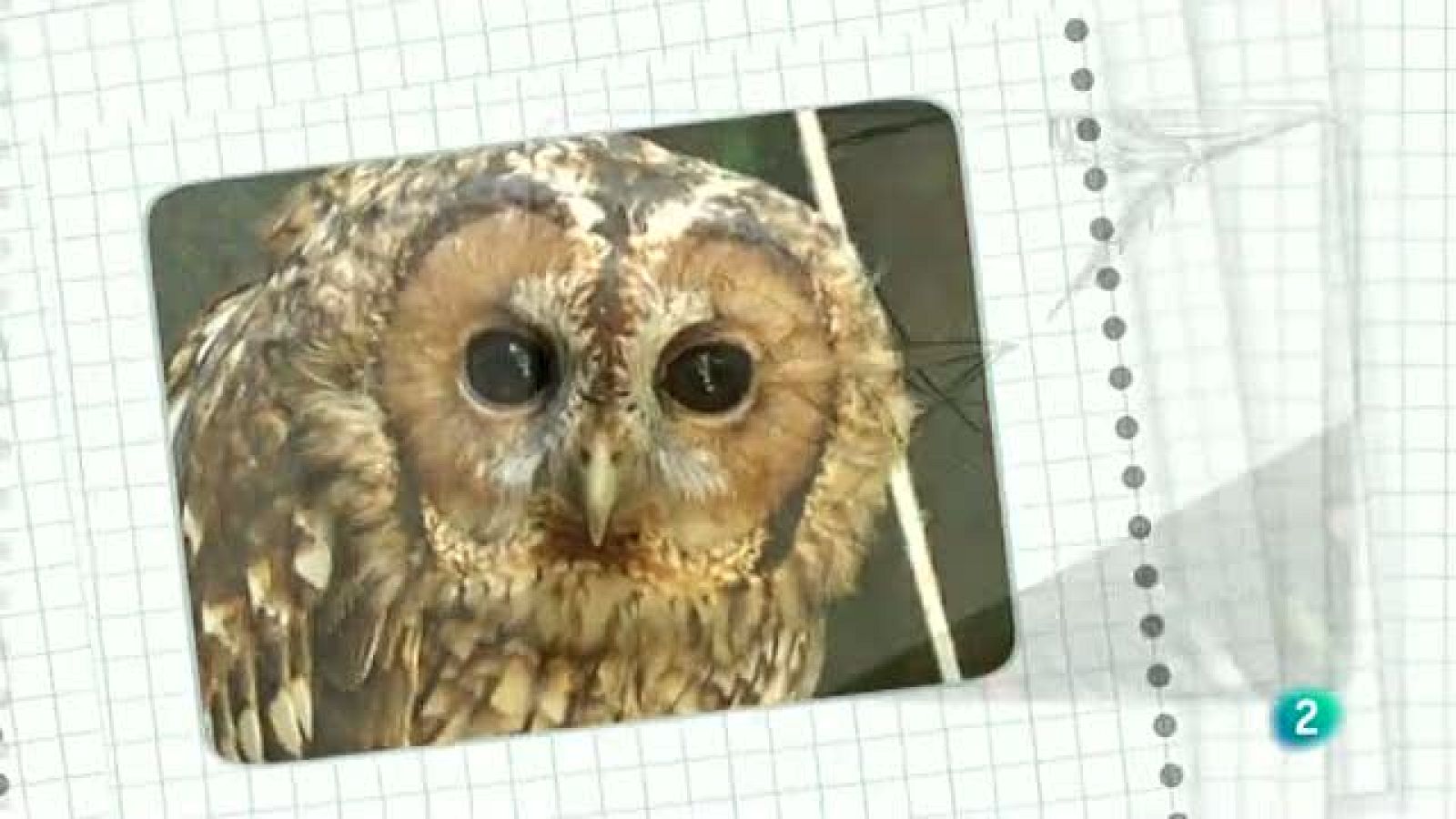 La aventura del saber. Cuaderno de Gaia: Fotografía apilada