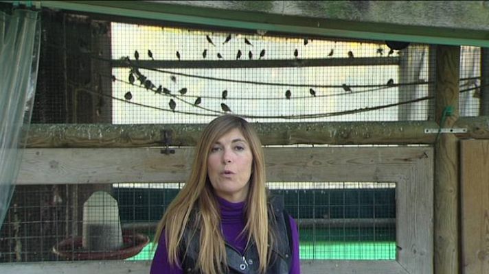 El escarabajo verde - Cazados al vuelo - Avance