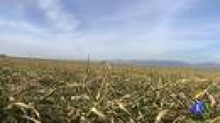 Telediario 1 - Heladas y sequía