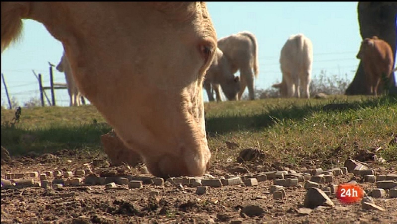 España en 24 horas - 23/02/12 - Ver ahora