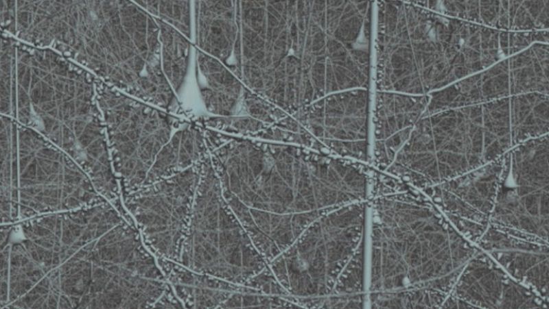 Científicos españoles trabajan por crear un mapa del cerebro en tres dimensiones 