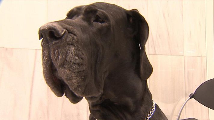 Telediario 1 - Células madre para curar lesiones