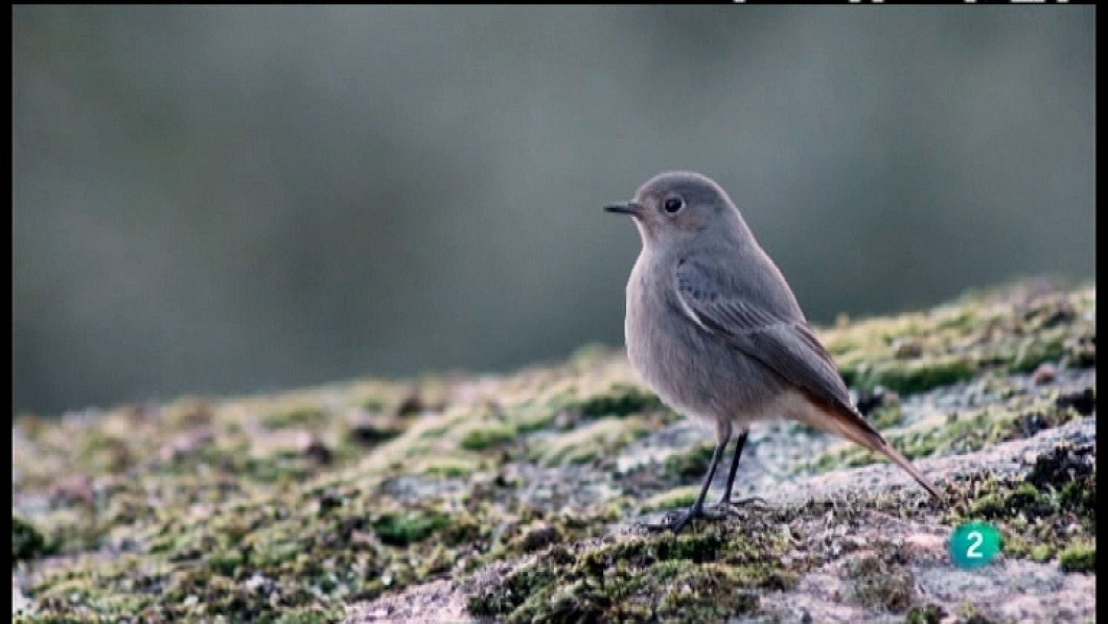 El escarabajo verde - Cazados al vuelo - Ver ahora