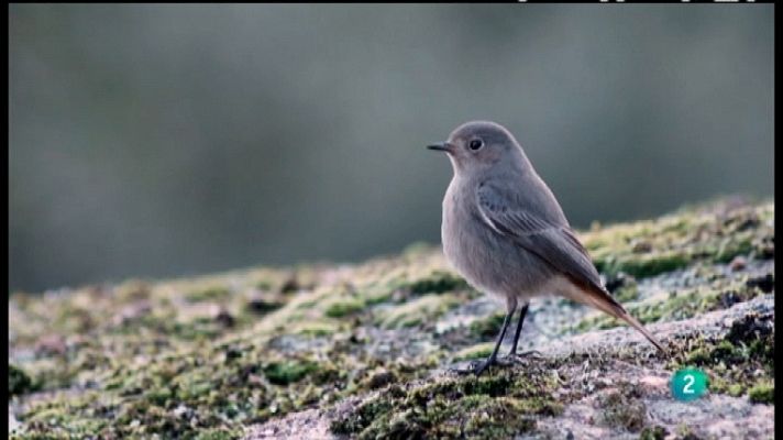 El escarabajo verde - Cazados al vuelo
