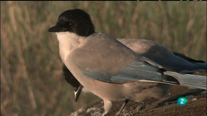 Biodiario - Biodiario - 26/02/12