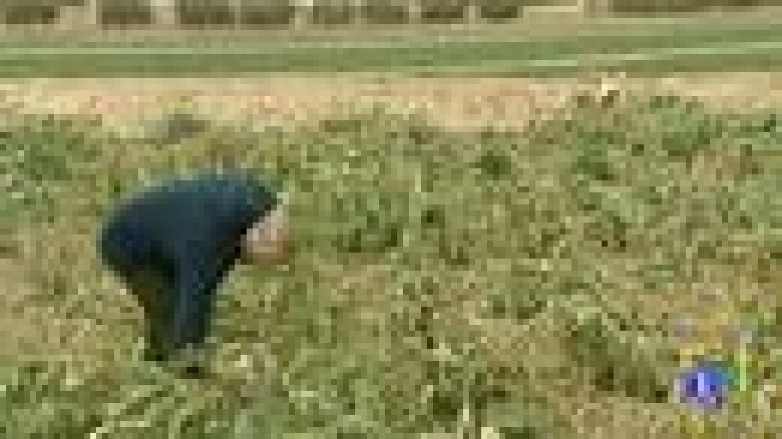 Los daños en la agricultura ocasionados por el frío podrían superar los 150 millones