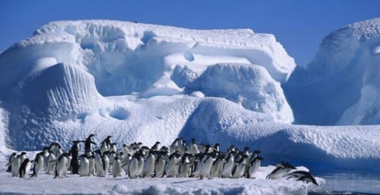 On Off: Los pingüinos frente al deshielo