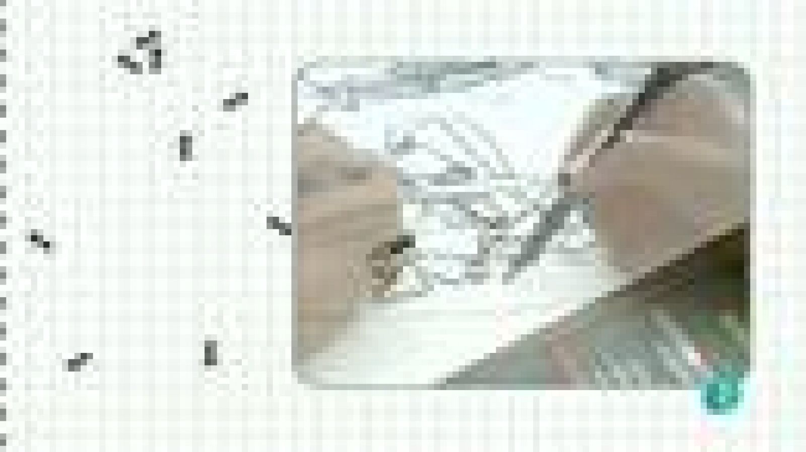 La aventura del saber. Cuaderno de Gaia: Árboles Ibéricos