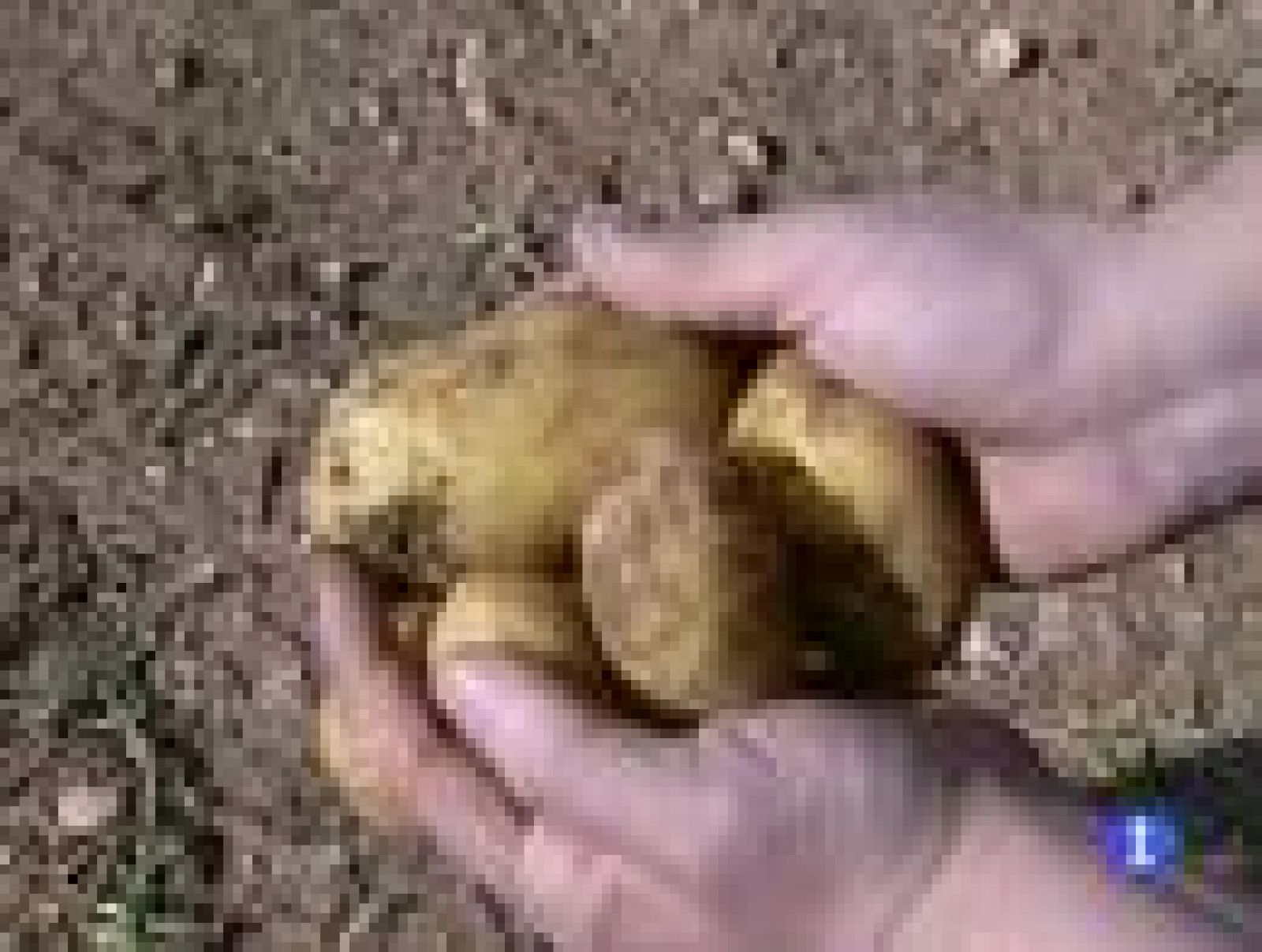 Informatiu Balear - 28/02/12 | Ver