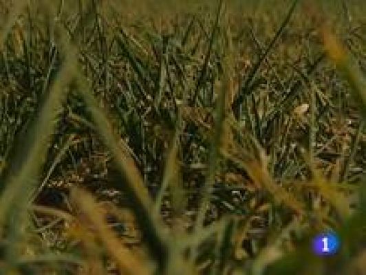 Informativo Telerioja - La Rioja en 2'  29/02/12