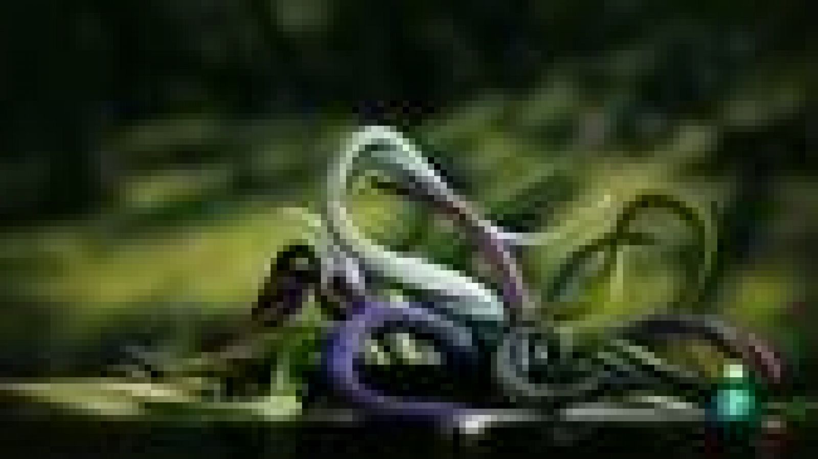 Días de cine: Animac