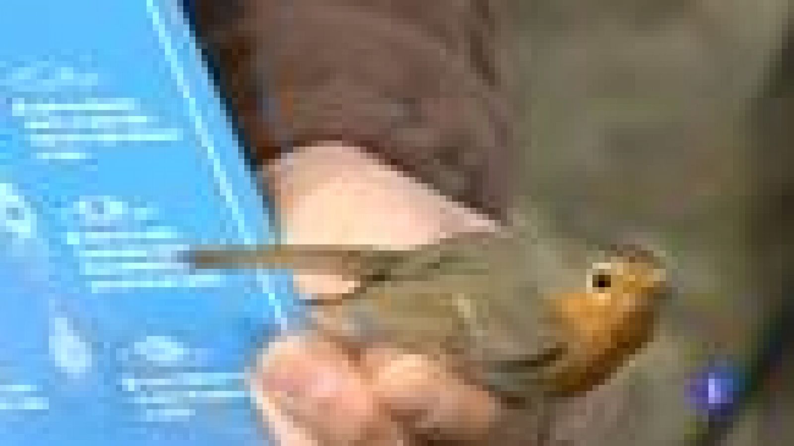 Feria ornitológica en Monfragüe