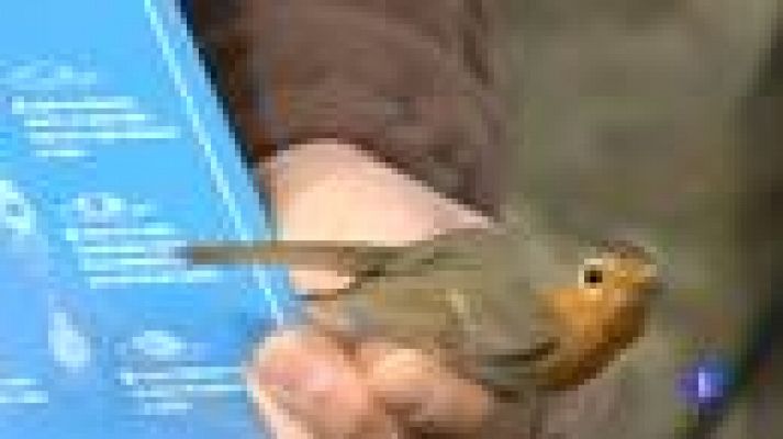 Telediario 1 - Pasión por las aves