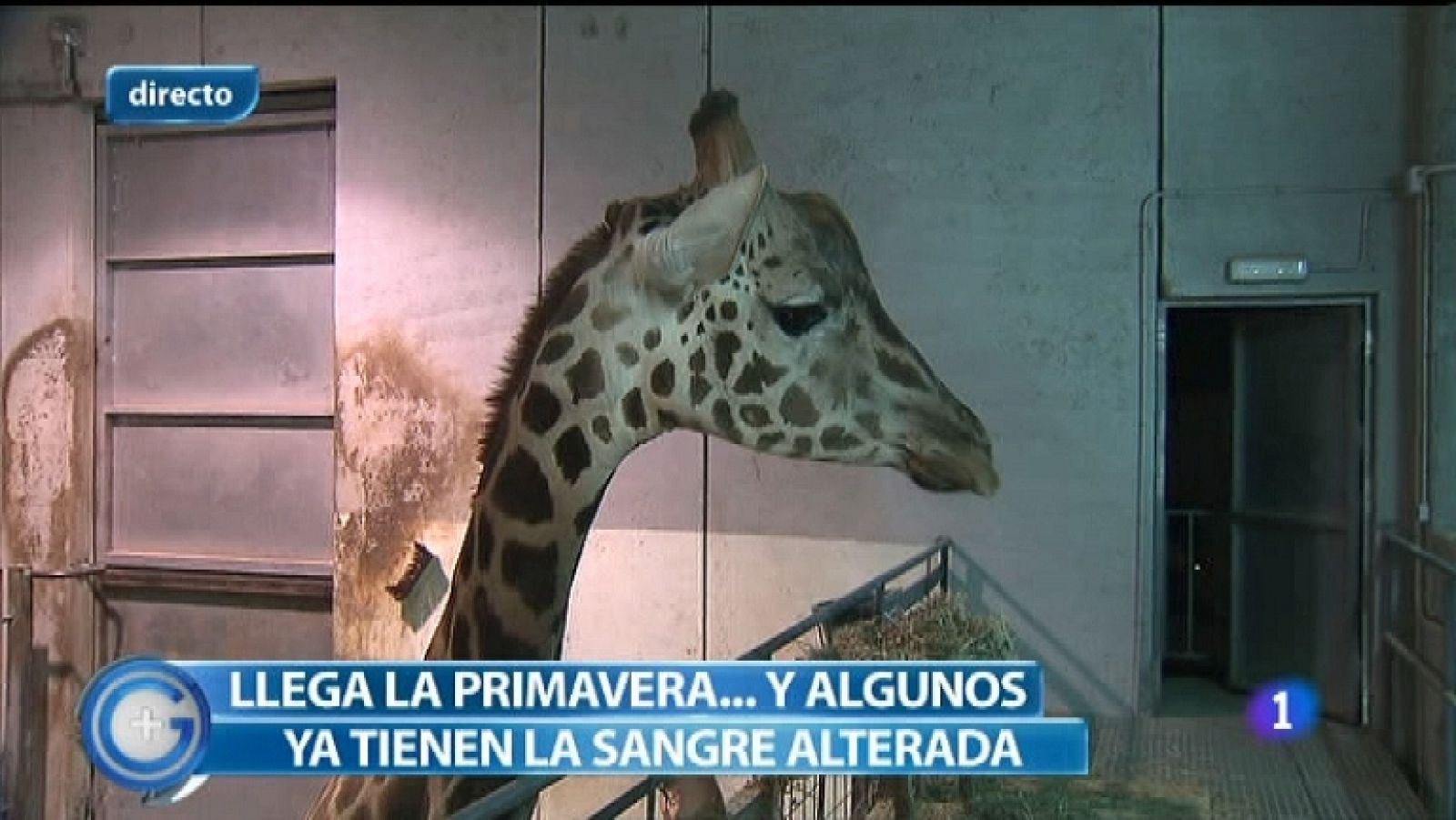 Más Gente - 04/03/12 - Ver ahora