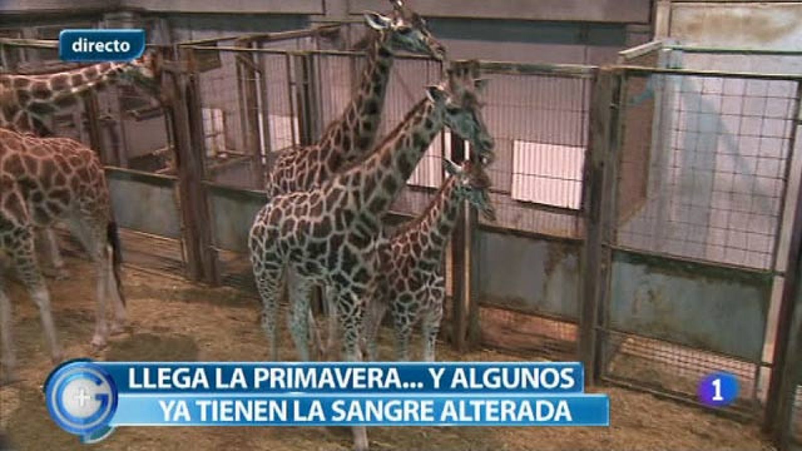 Más Gente - La primavera, la sangre altera, también en el reino animal