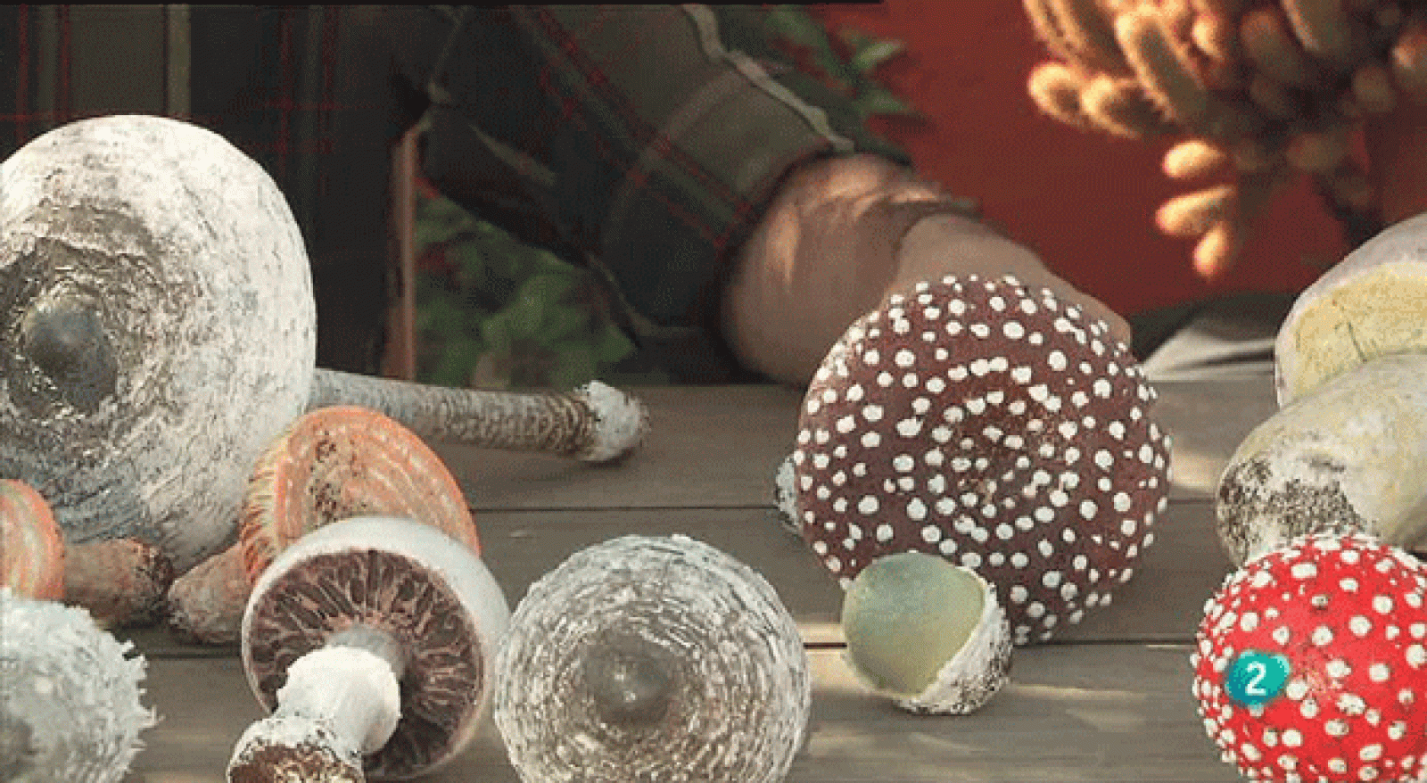 La aventura del saber. Cuaderno de Gaia: Hongos y setas