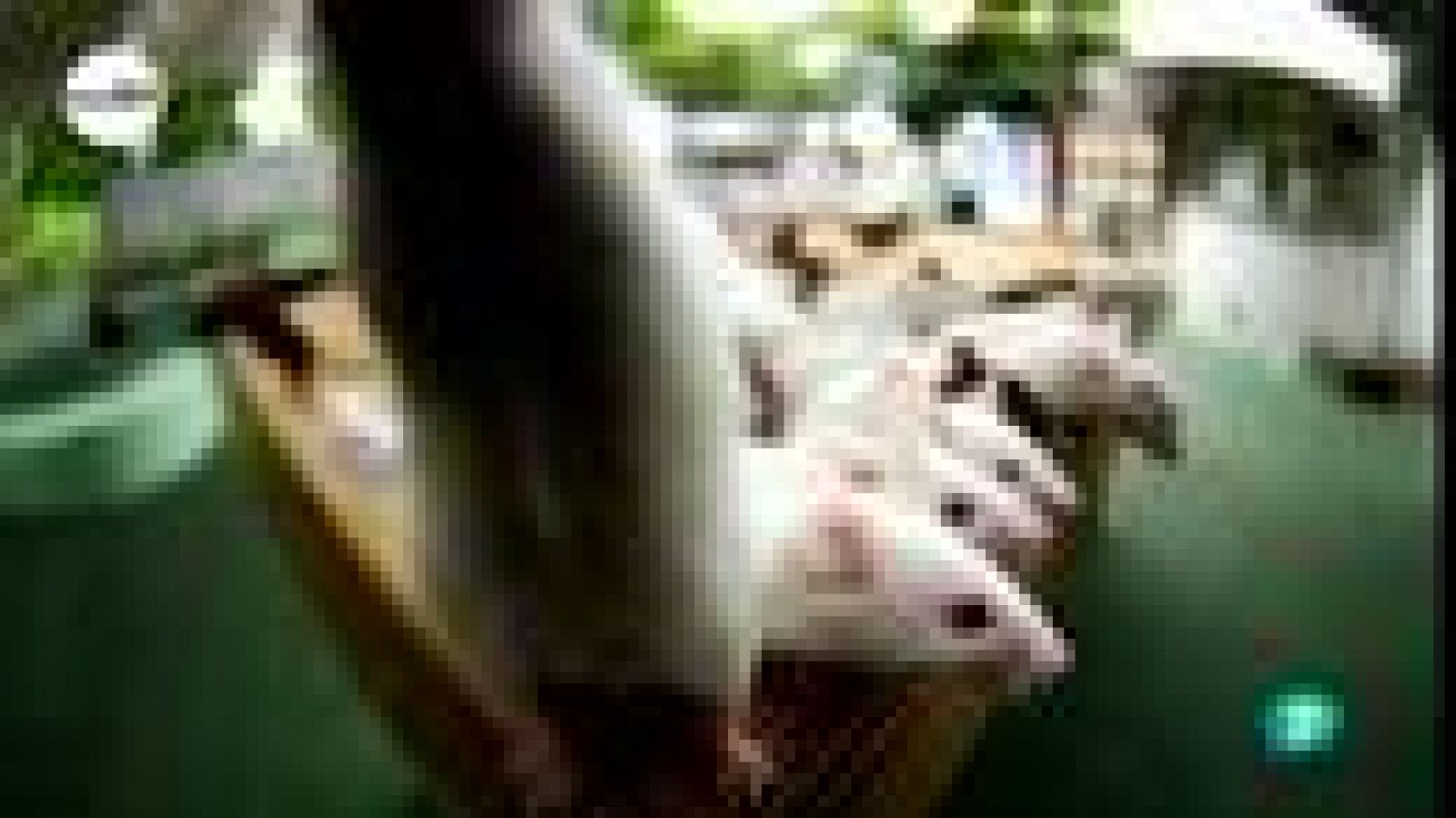 tres14 - Curiosidades científicas - La carne cruda