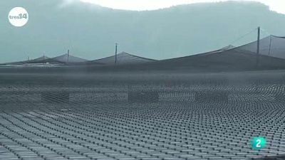 Salmón transgénico