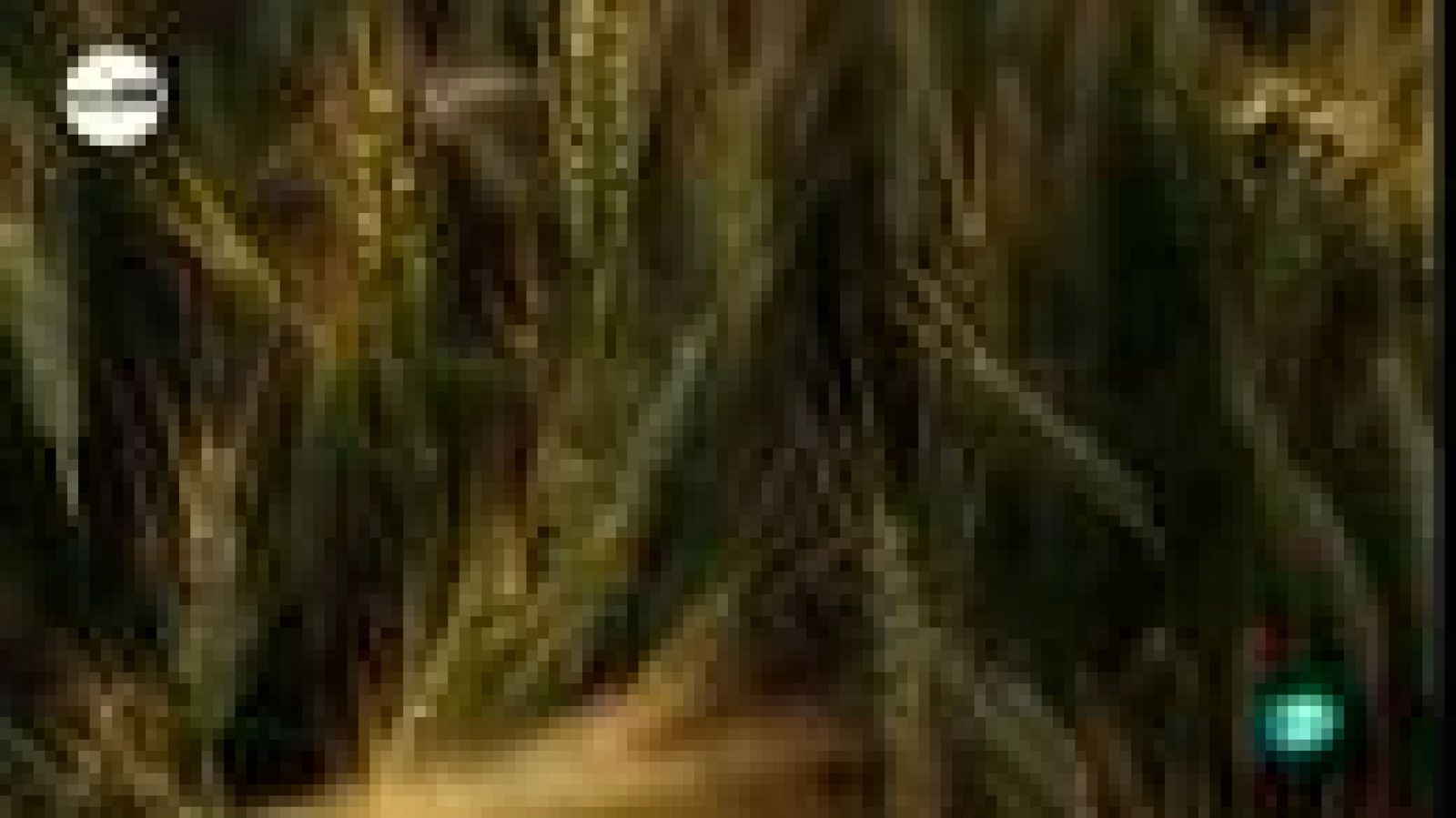 tres14 - Curiosidades científicas -  La toxicidad del trigo