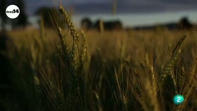 La toxicidad del trigo