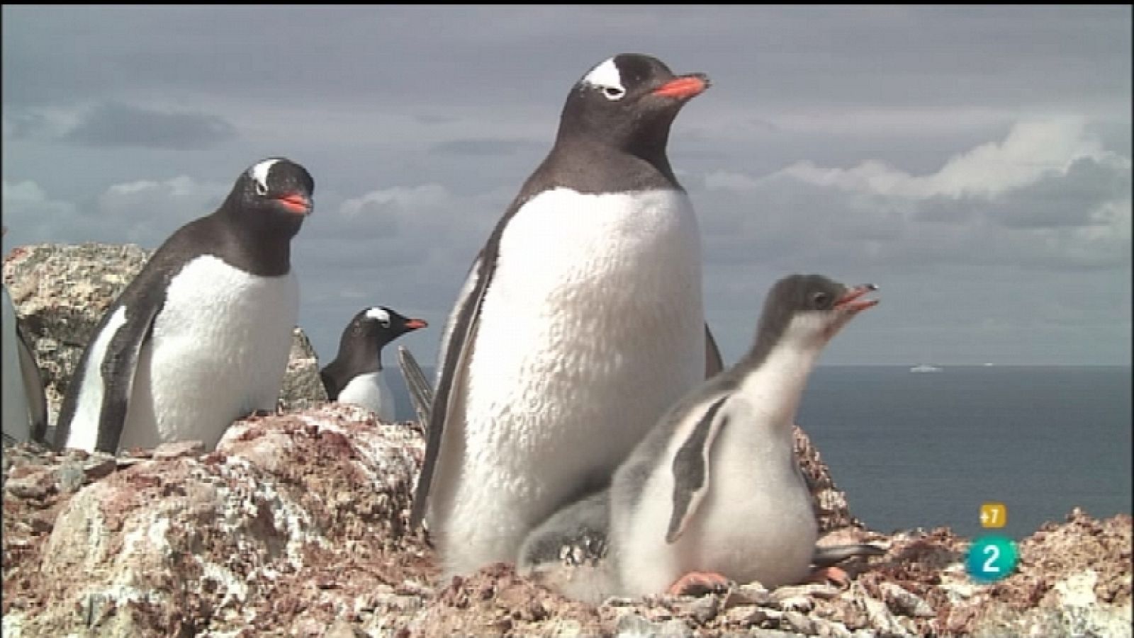 Grandes documentales - Los pingüinos Papúa y sus enemigos - Ver ahora