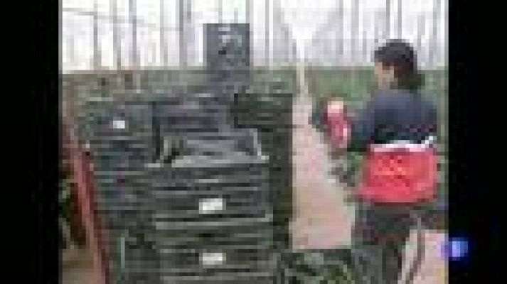 Telediario 1 - Mujeres en el medio rural