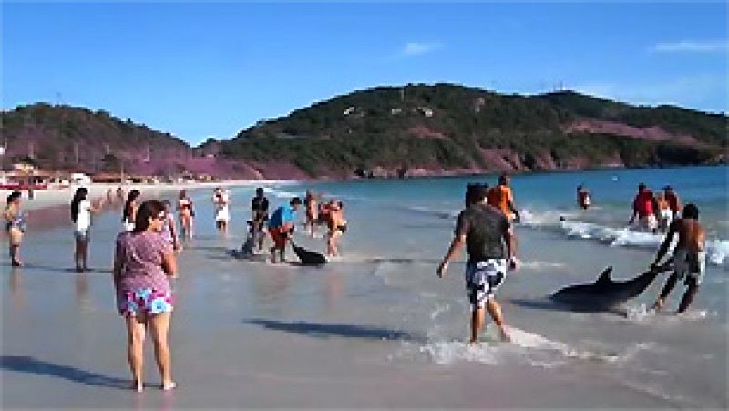 Un grupo de turistas acude al rescate de 30 delfines varados en Brasil