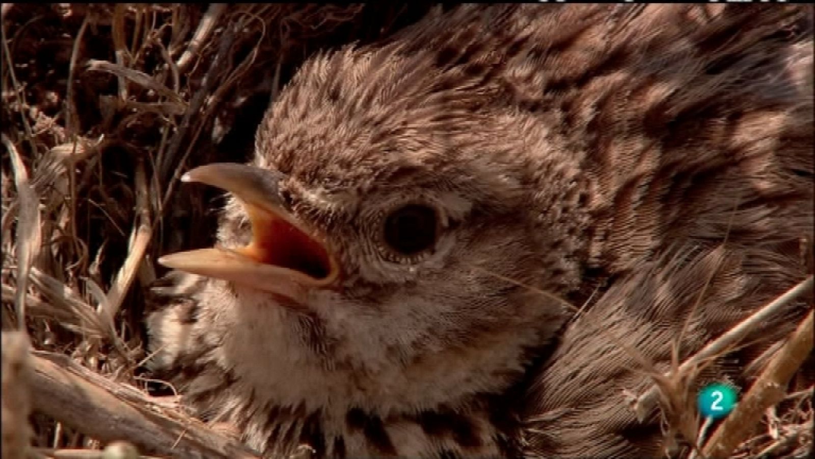 Biodiario - 09/03/12 - Ver ahora