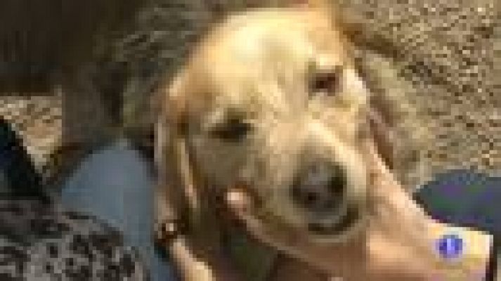 Telediario 1 - Terapia con perros