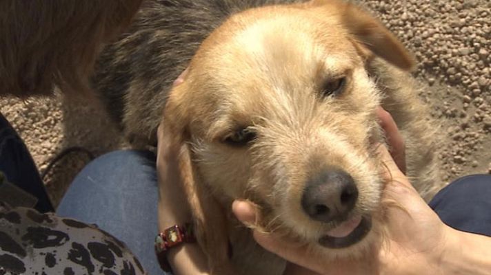 Telediario 1 - Terapia con perros