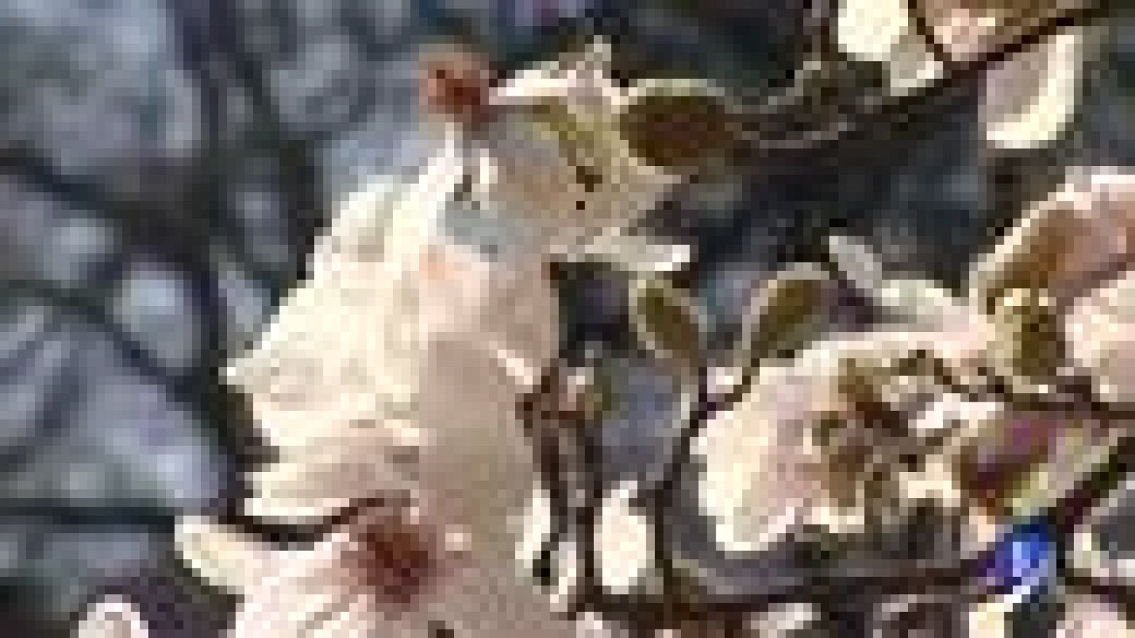 La ópera prima de Vanessa Diffenbaugh "El lenguaje de las flores" será llevada al cine