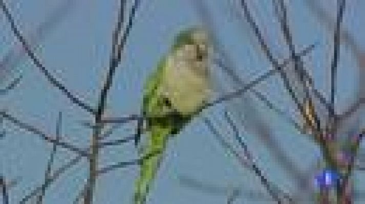 Telediario 1 - Científico falso en Doñana