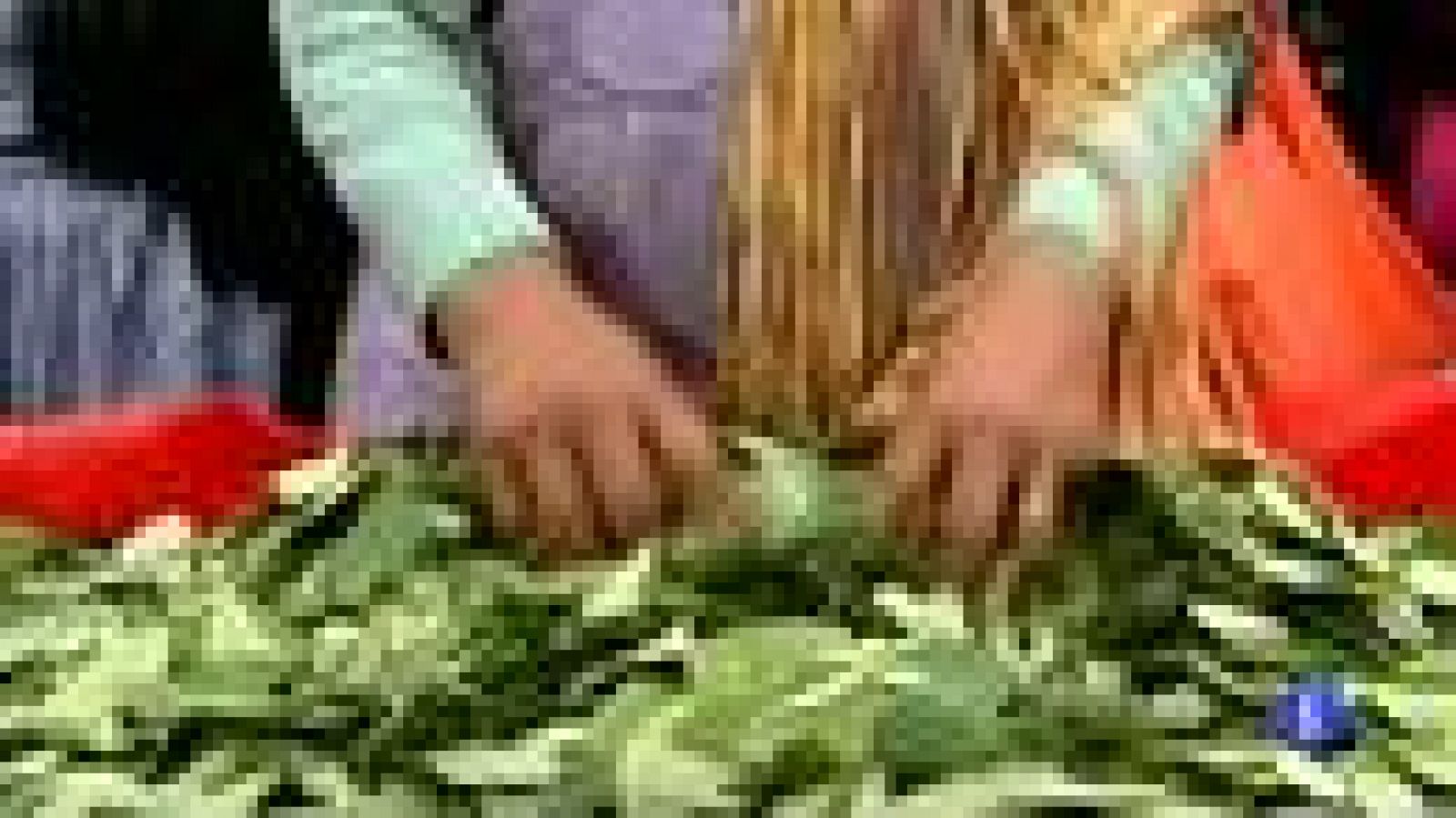 Evo Morales, pide a Naciones Unidas que despenalice la hoja de coca