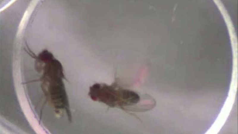  El macho de la mosca de la fruta (Drosophila melanogaster) intenta satisfacer sus necesidades sexuales, pero en esta ocasión la hembra no está receptiva. No hay cópula. En ese momento el macho se marcha y busca comida rociada en alcohol como forma d