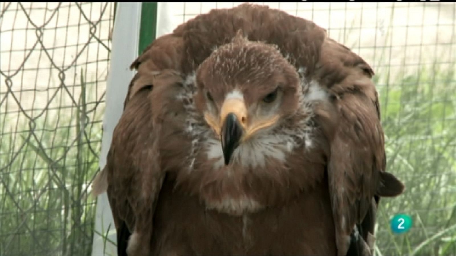 Biodiario - 15/03/12 - Ver ahora