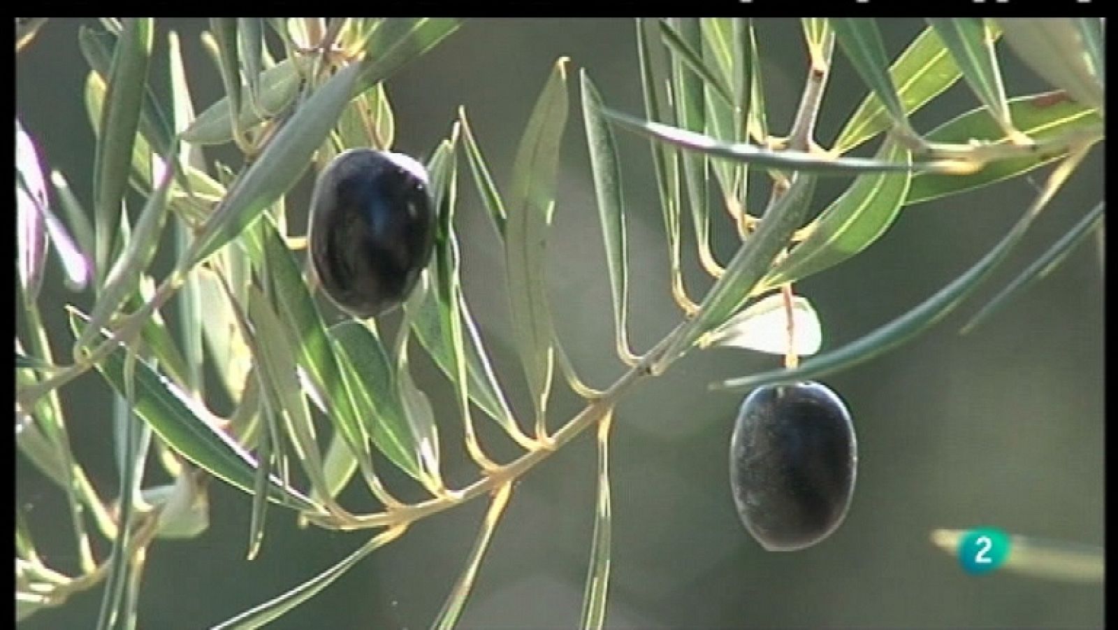 Agrosfera - 17/03/12 - Ver ahora