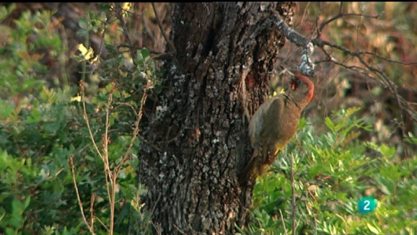 La aventura del saber - 19/03/12 - Ver ahora