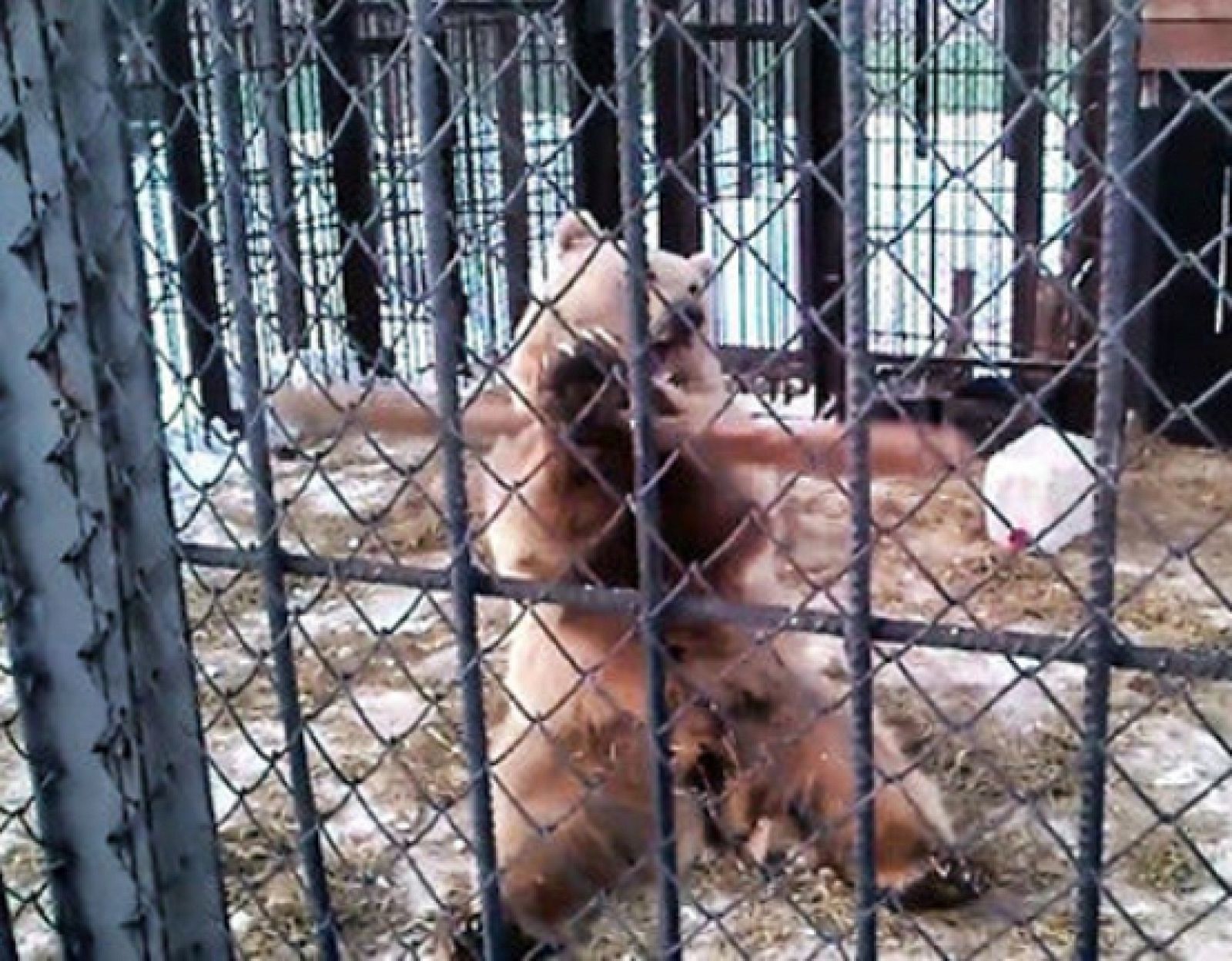 On Off: Kung Fu siberiano - On Off | Ver