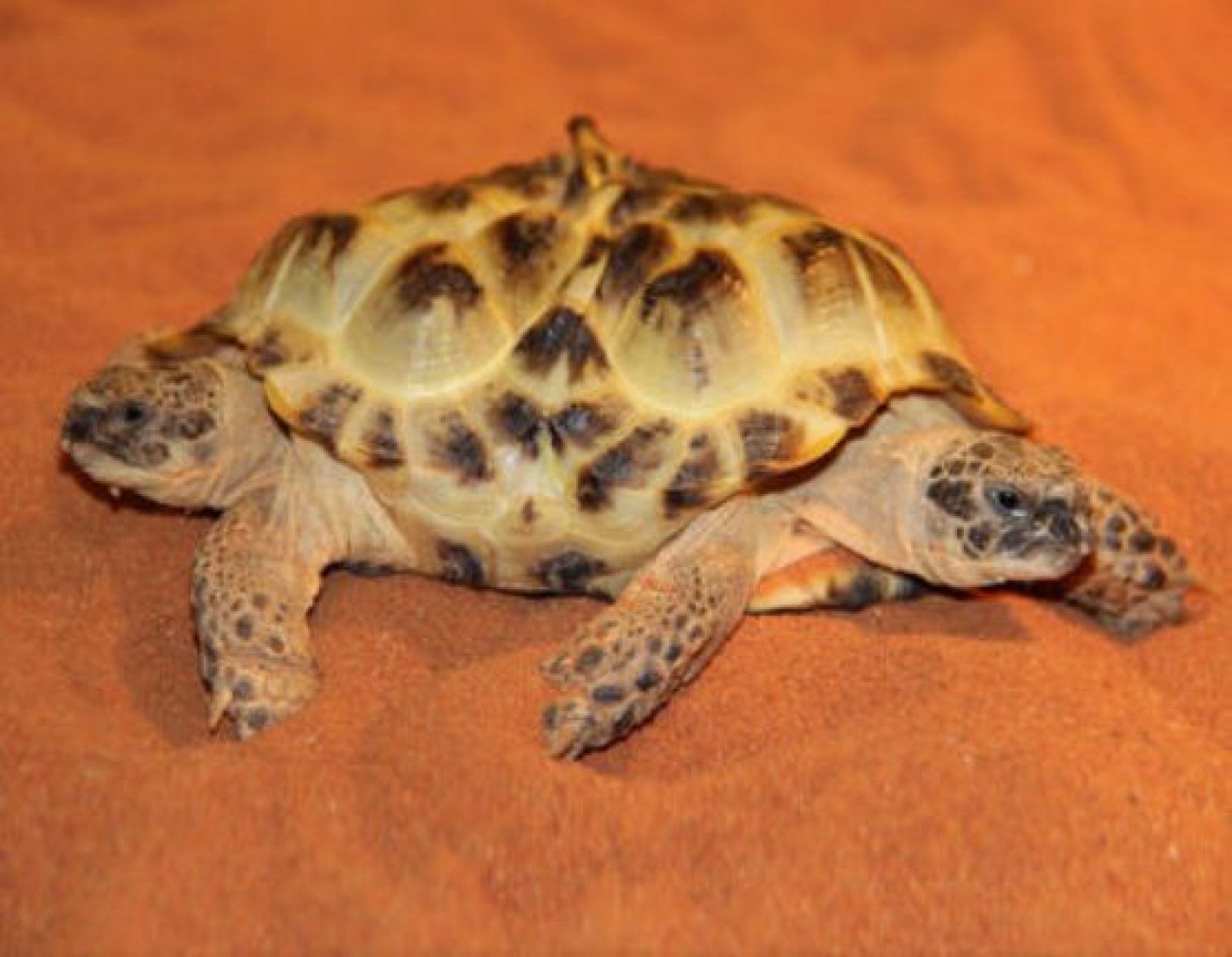 On Off: Dos son multitud - On Off | Ver