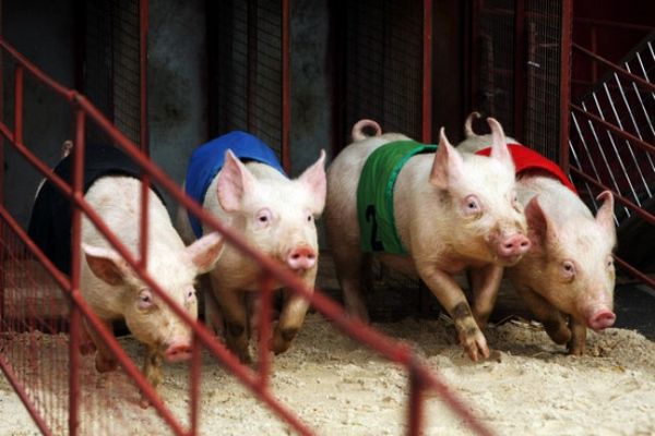 On Off - On Off: Cerdos a la carrera