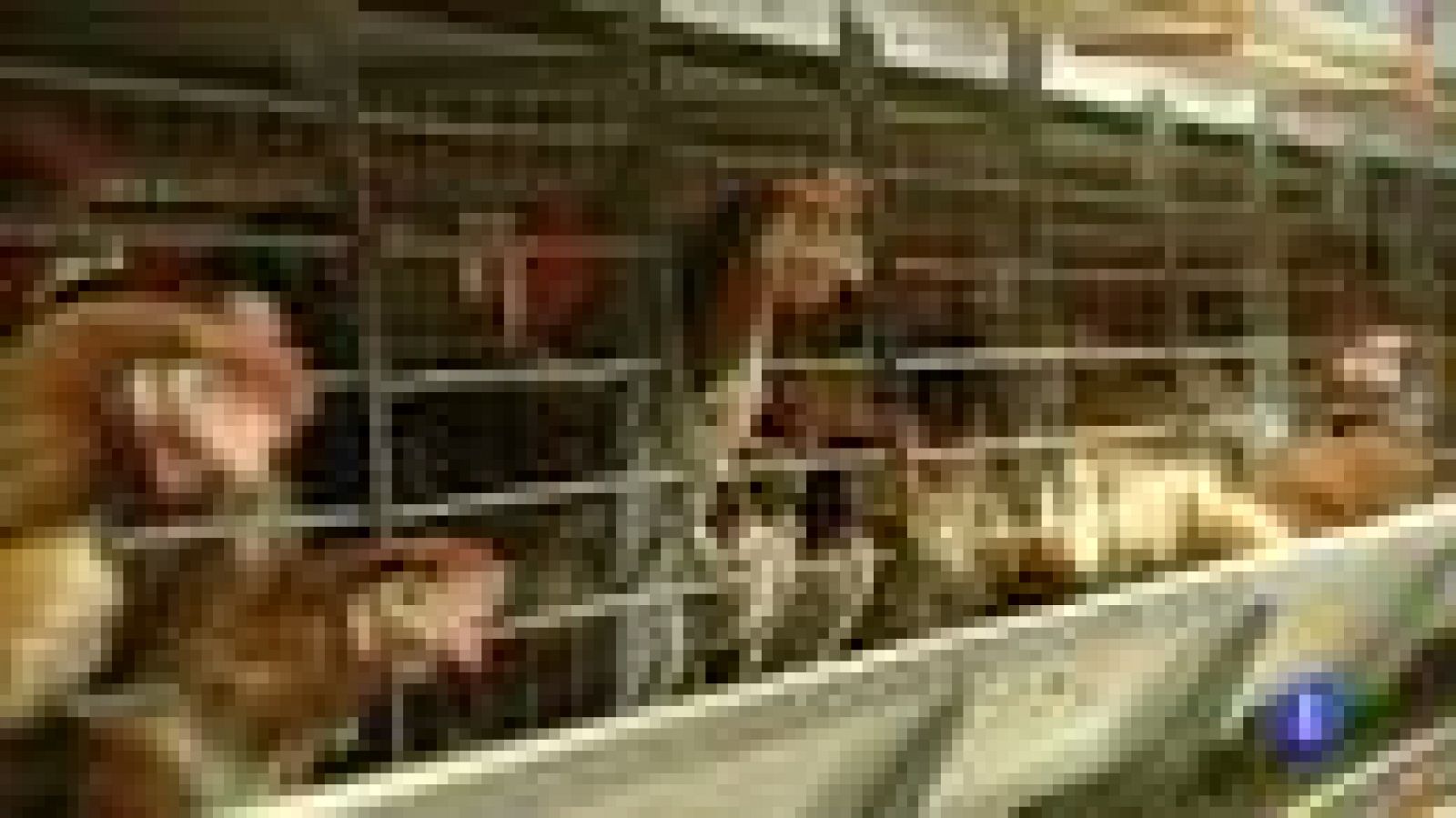 La normativa europea del bienestar animal hace que aumente el precio de los huevos