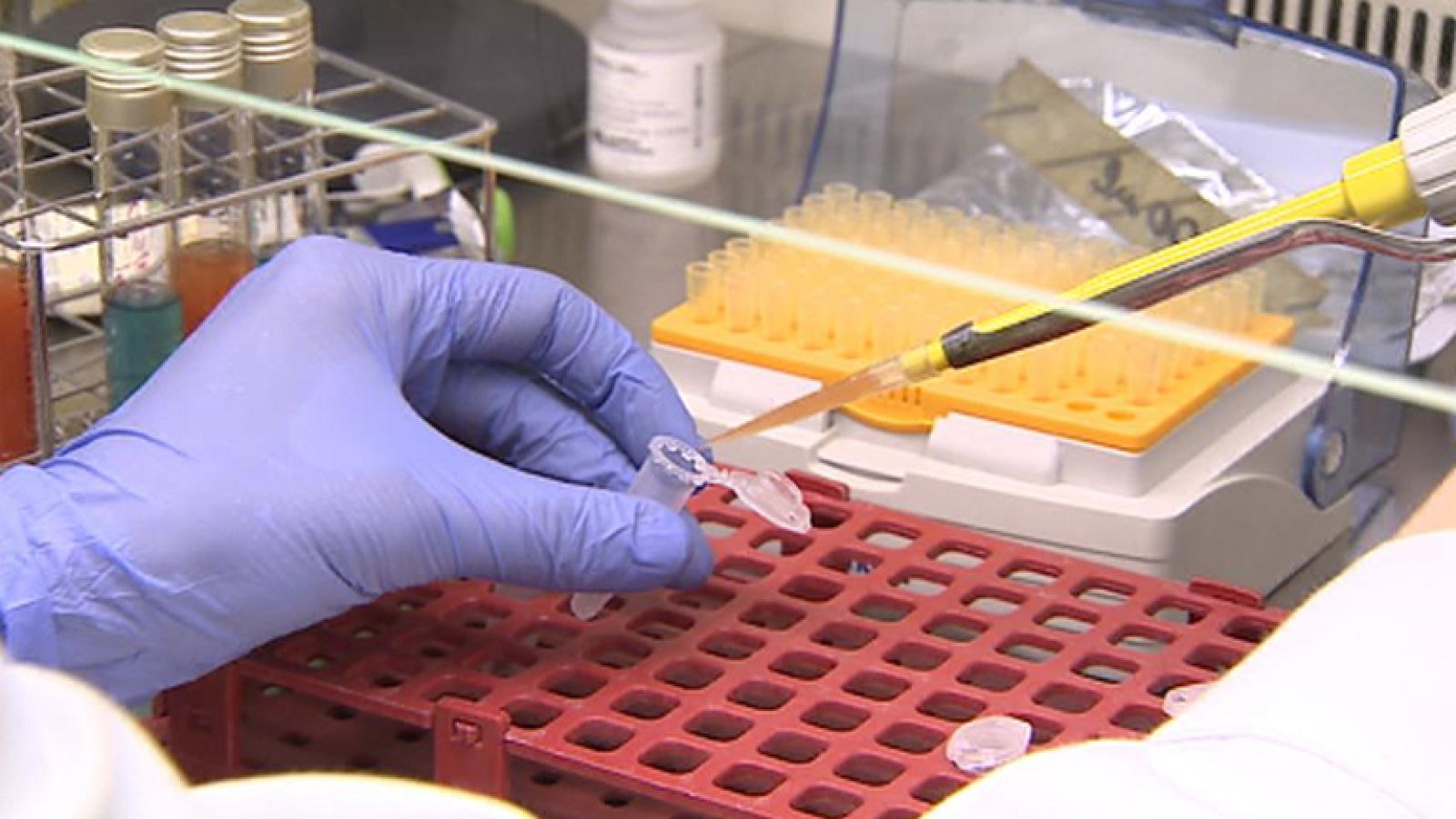 Posible caso de envenenamiento de un ave de especie protegida